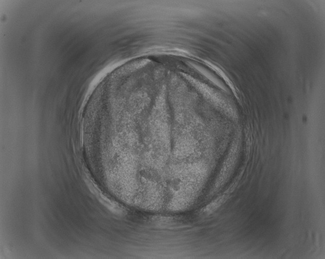 X0000081391371200702020245