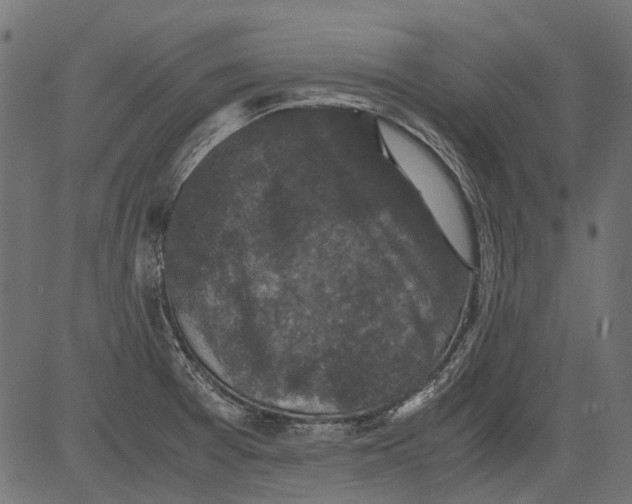 X0000081391377200702020244