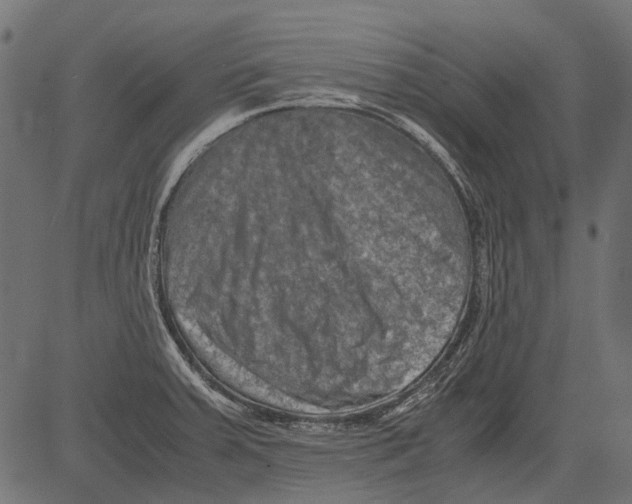 X0000081391379200702020244