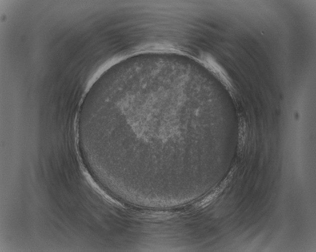 X0000081391382200702020244