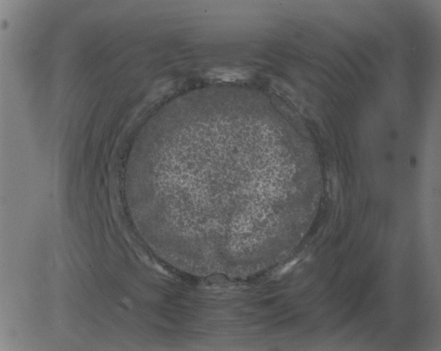 X0000081391393200702020243