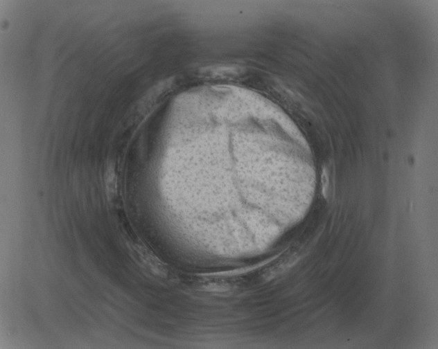 X0000081391395200702020243