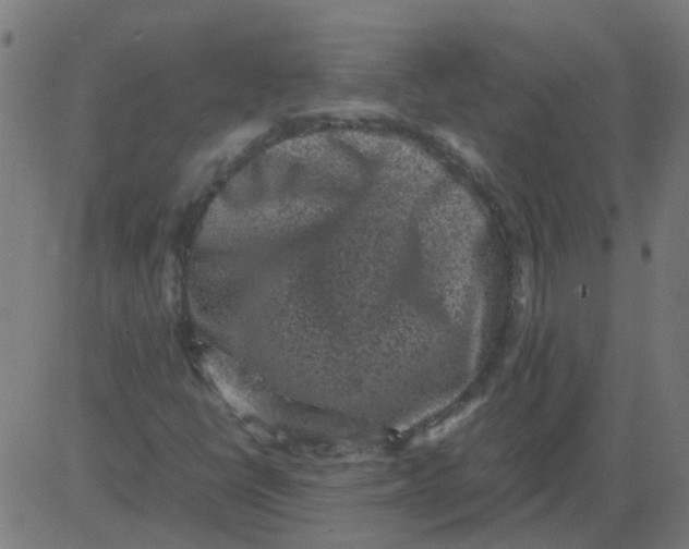 X0000081391398200702020243