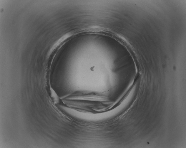 X0000081391410200702020244