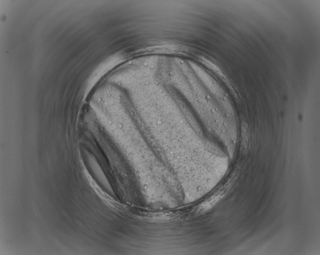 X0000081391426200702020244