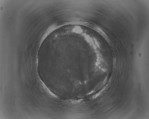 X0000081391428200702020244