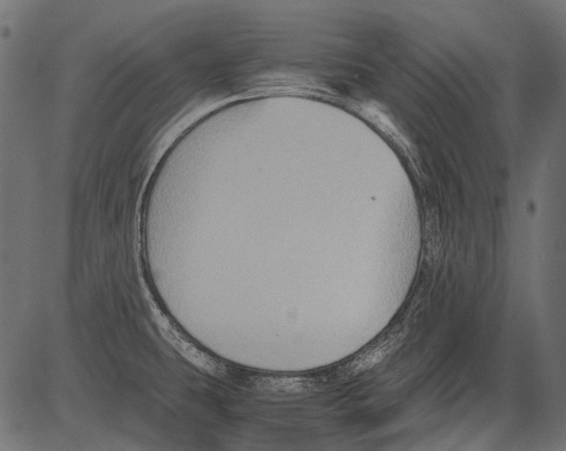 X0000081391431200702020244