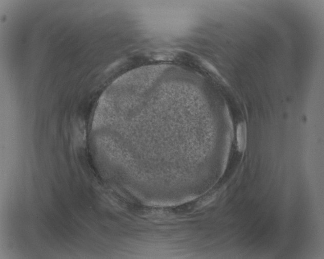 X0000081391443200702020243