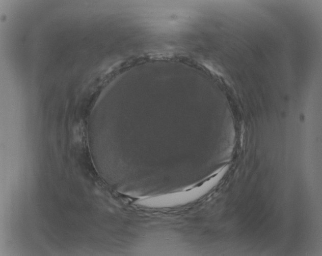 X0000081391445200702020243