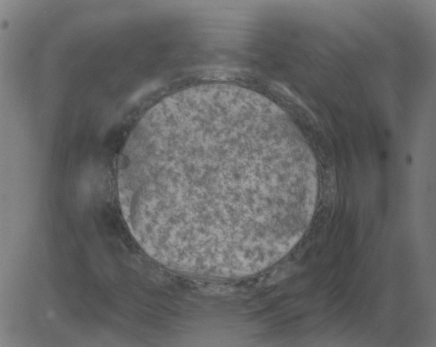 X0000081391446200702020243