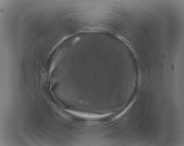 X0000081391449200702020243