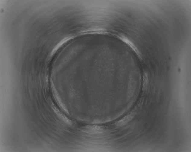 X0000081391450200702020243