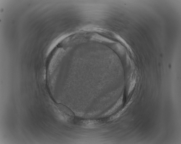 X0000081391461200702020243