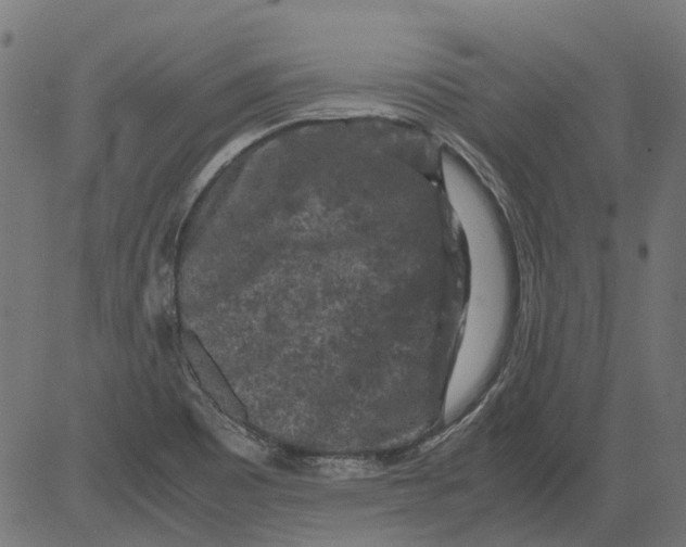 X0000081391465200702020243