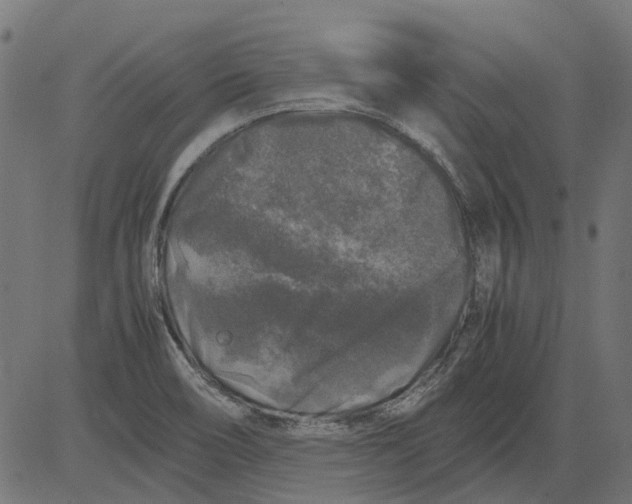 X0000081391466200702020243