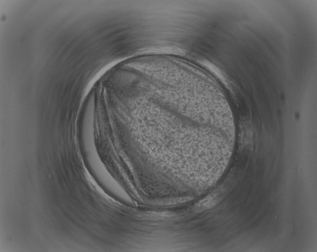 X0000081391468200702020243