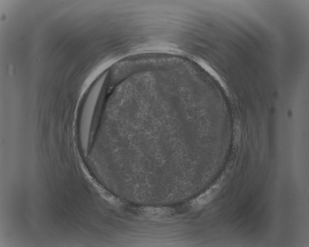 X0000081391469200702020243