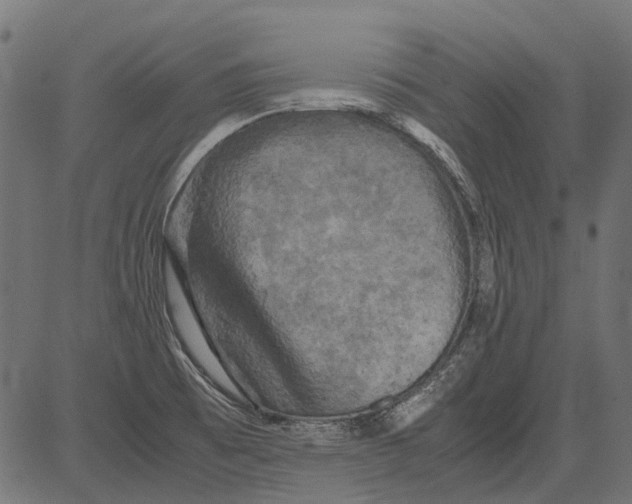 X0000081391473200702020243