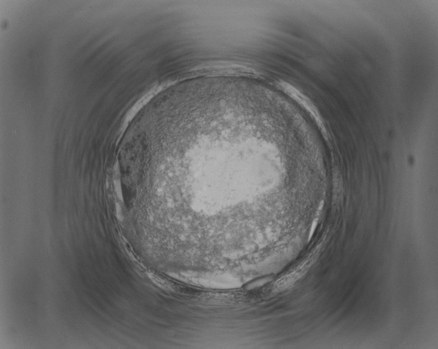 X0000081391481200702020243