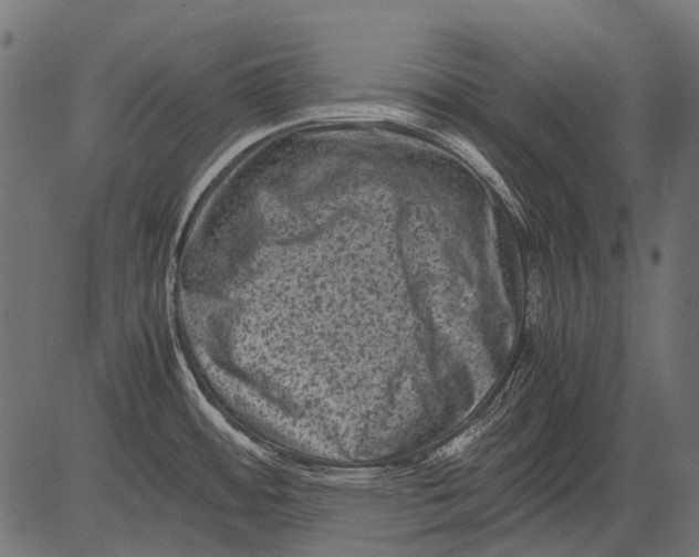 X0000081391484200702020243