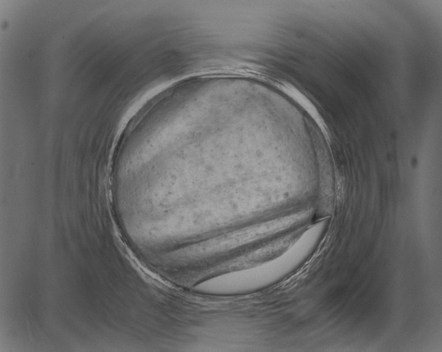 X0000081391485200702020243