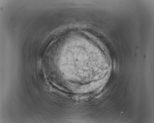 X0000081391492200702020242