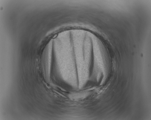 X0000081391494200702020242