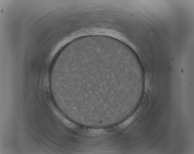 X0000081391498200702020242