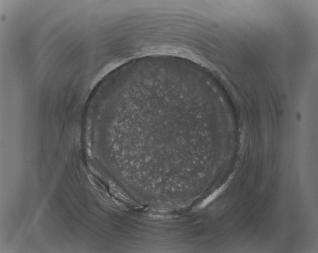 X0000081391505200702020242