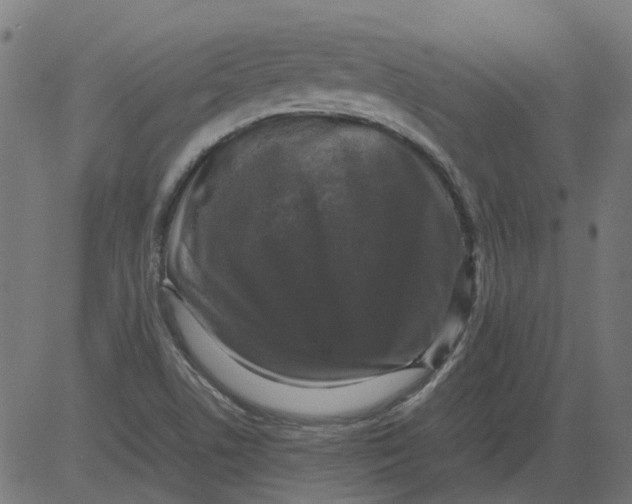 X0000081391506200702020242