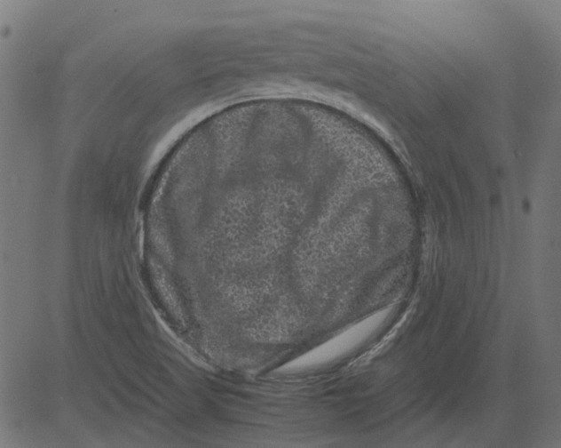 X0000081391509200702020242