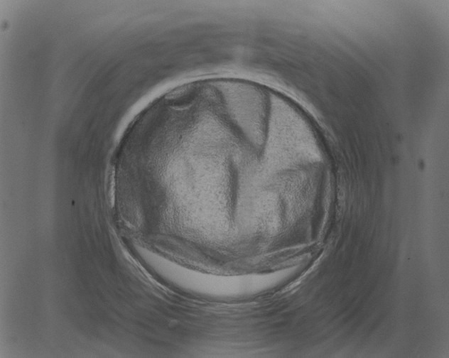 X0000081391510200702020242