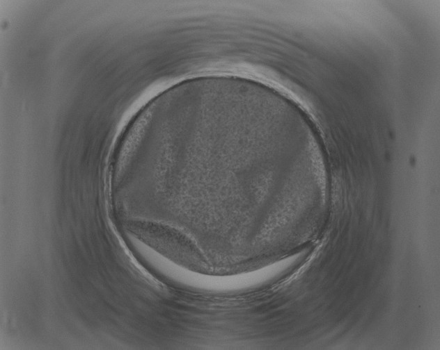 X0000081391517200702020242