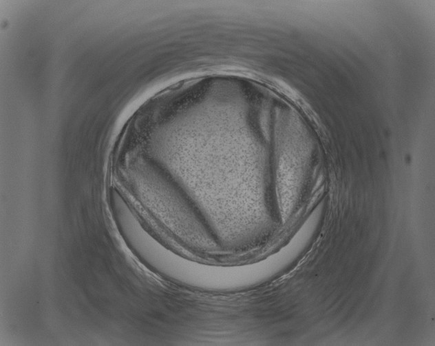 X0000081391520200702020242