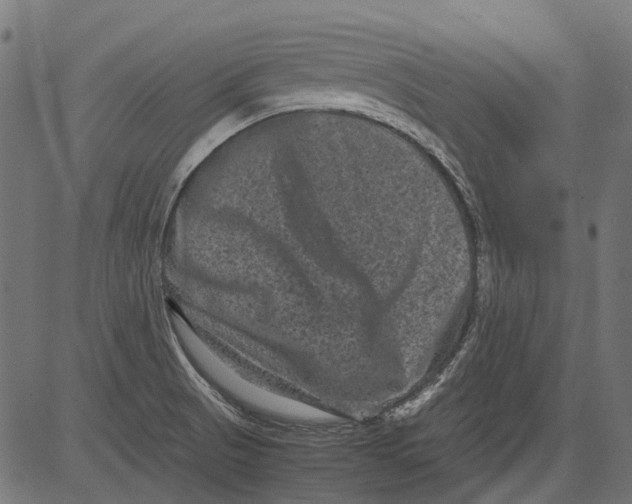 X0000081391521200702020242