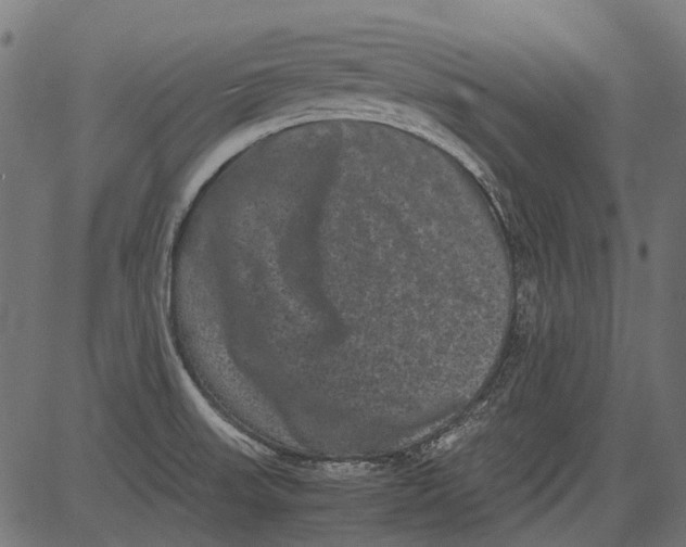 X0000081391523200702020242