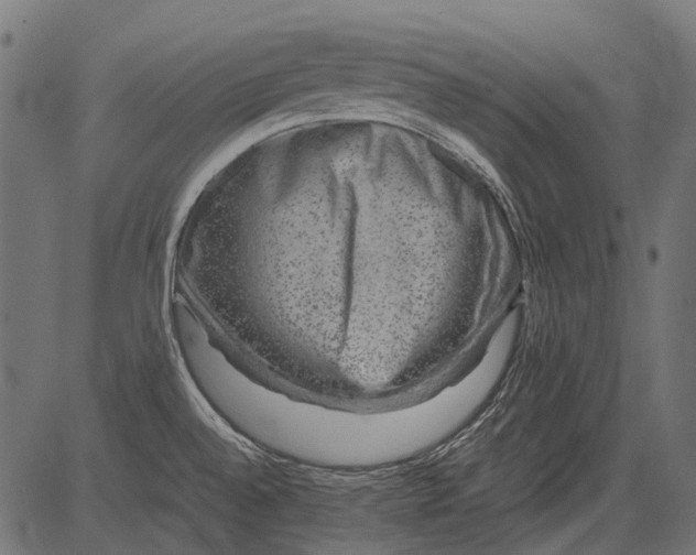 X0000081391528200702020242