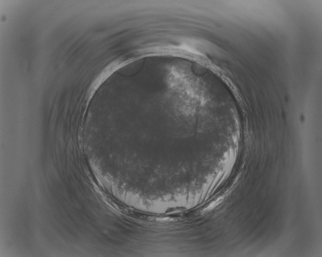 X0000081391529200702020242