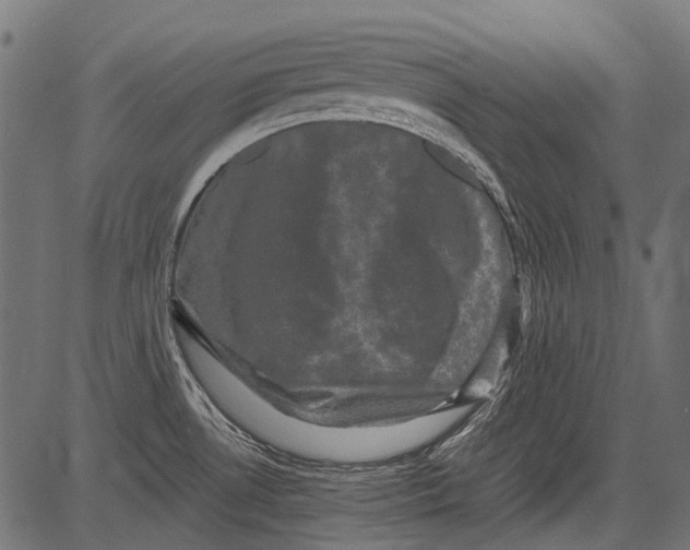 X0000081391530200702020242