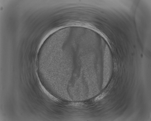 X0000081391531200702020243