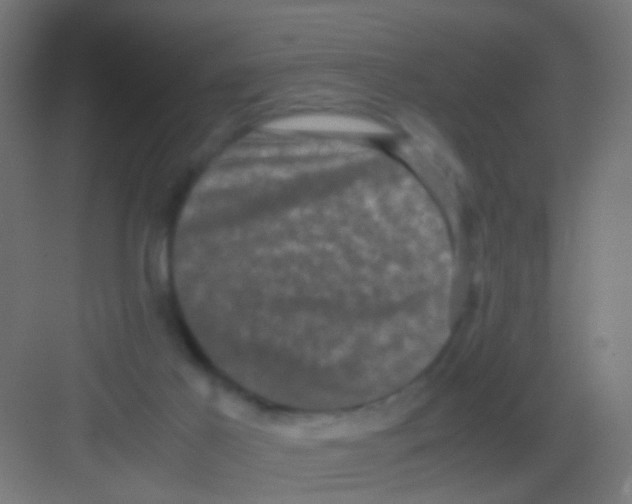 X0000081390021200702090049