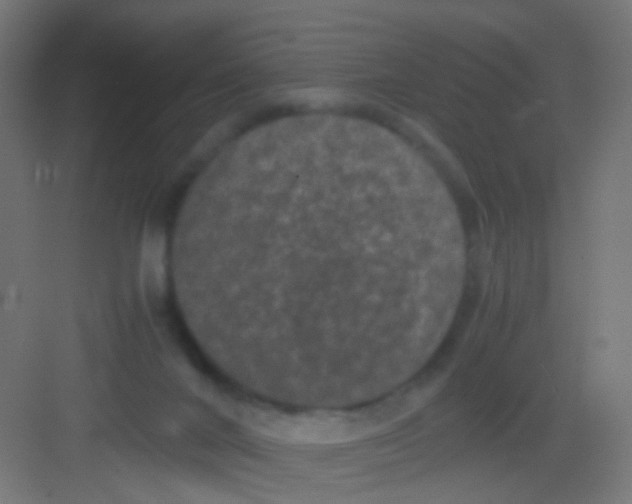 X0000081390024200702090049