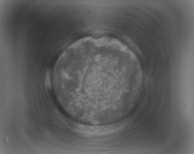 X0000081390026200702090049