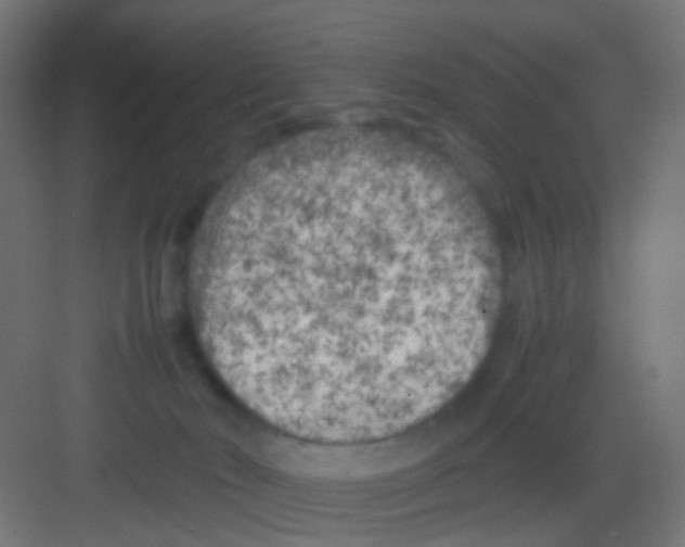 X0000081390030200702090049