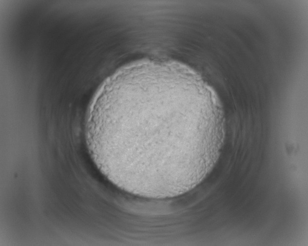 X0000081390032200702090049