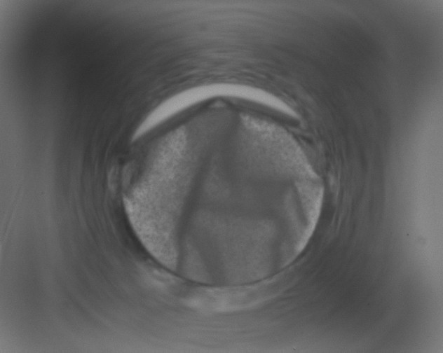 X0000081390033200702090049