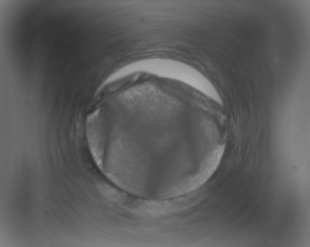 X0000081390037200702090049