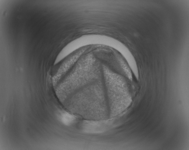 X0000081390045200702090049