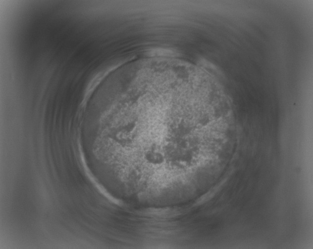 X0000081390049200702090048