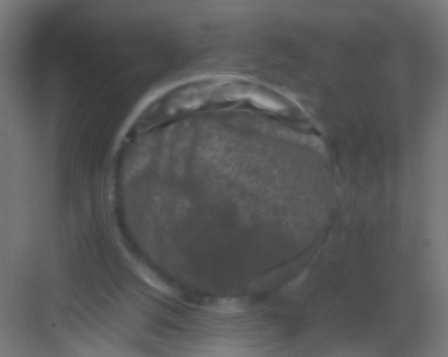 X0000081390056200702090048